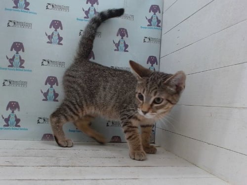 KEVIN - Domestic Short Hair available for adoption