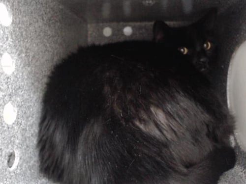 SABLE - Domestic Short Hair available for adoption
