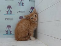 *GINGER - Photo 1