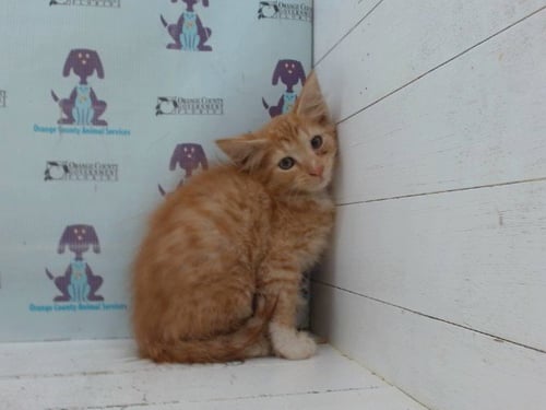 *GINGER - Domestic Short Hair available for adoption