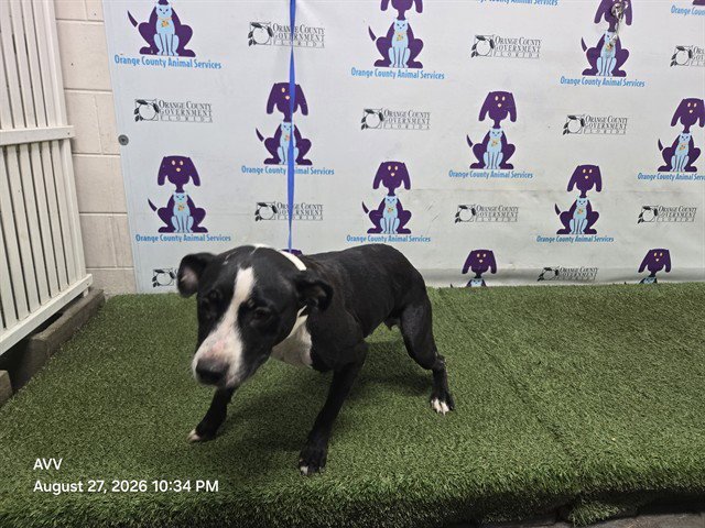 MISSY Image