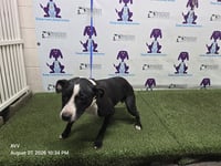MISSY - Photo 1