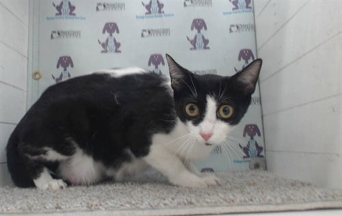 *BETSY - Domestic Short Hair available for adoption