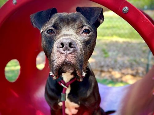 *CRASH - Bullmastiff / Boxer available for adoption
