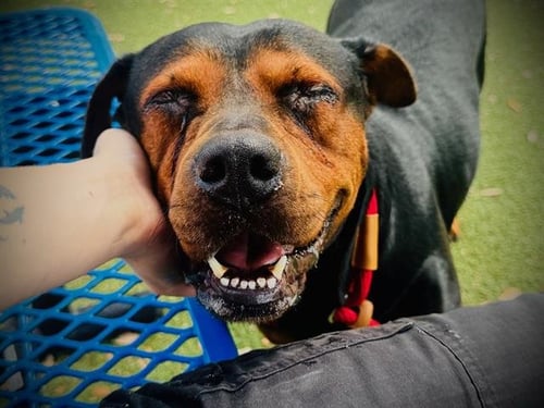 TEETEE - Pit Bull Terrier available for adoption