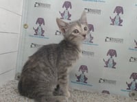 *ALANI - Photo 1