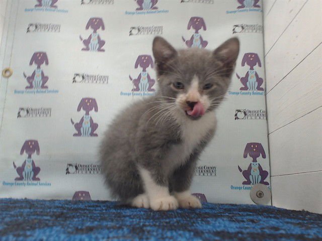 *MERLIN - Domestic Medium Hair available for adoption