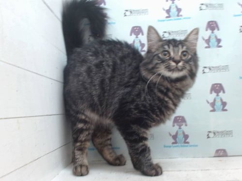 MILLI - Domestic Long Hair available for adoption