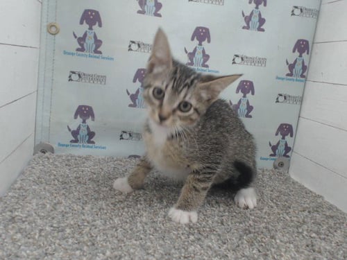 LUCA - Domestic Short Hair available for adoption