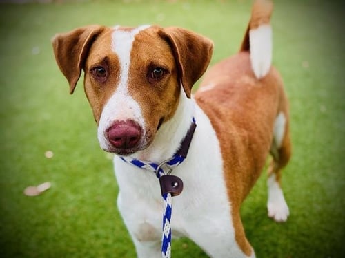 NEVILLE - American Foxhound available for adoption
