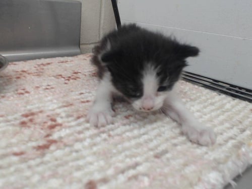 *FELIX - Domestic Long Hair available for adoption