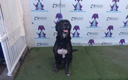 TK - Rottweiler / Pit Bull Terrier available for adoption