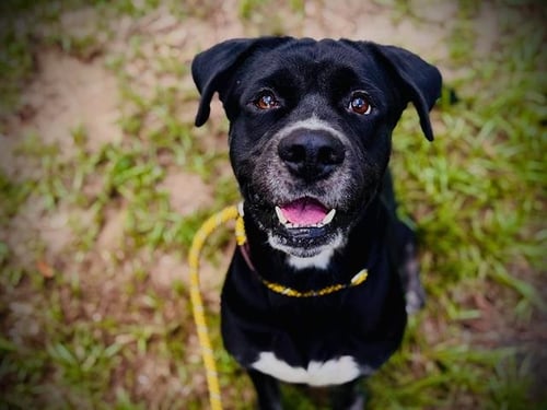 TK - Rottweiler / Pit Bull Terrier for adoption in Orlando
