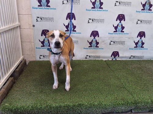 *JACK - Pit Bull Terrier available for adoption