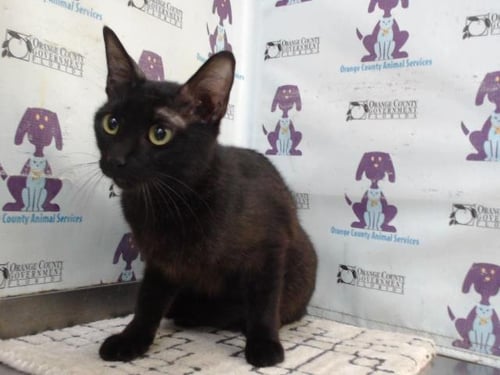 *SOLANGE - Domestic Short Hair available for adoption