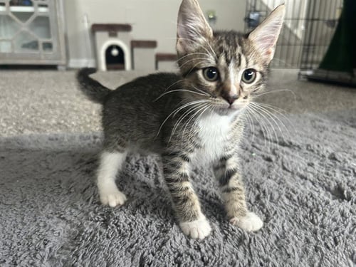 *SALAMI - Domestic Short Hair available for adoption