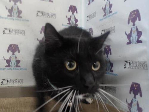 TUX - Domestic Short Hair available for adoption