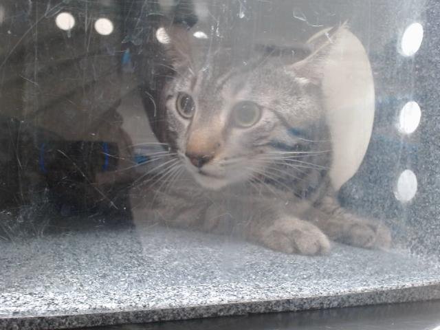 TOMMY - Domestic Short Hair for adoption in Orlando