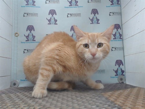 SARABI - Domestic Short Hair available for adoption