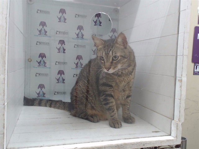 TOMMY - Domestic Short Hair available for adoption