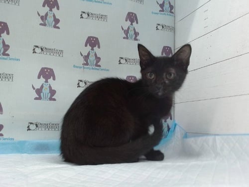 *BRADLEY - Domestic Short Hair available for adoption
