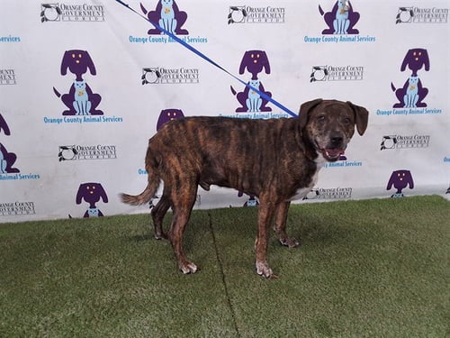 MILES - Pit Bull Terrier available for adoption