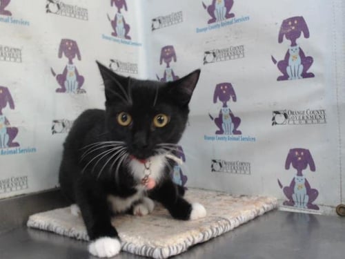 LUCY - Domestic Short Hair available for adoption
