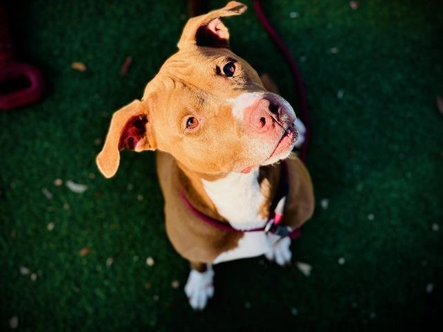 ZEUS - Pit Bull Terrier for adoption in Orlando