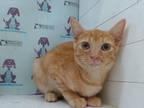 A605065 - Domestic Short Hair available for adoption