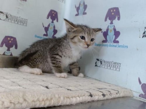 *BELLE - Domestic Short Hair available for adoption