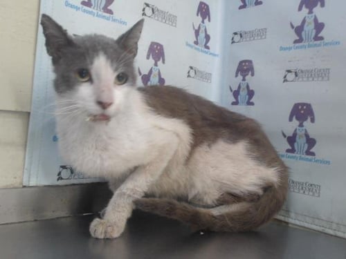CHARLIE - Domestic Short Hair available for adoption