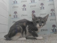 ESPEON - Photo 1
