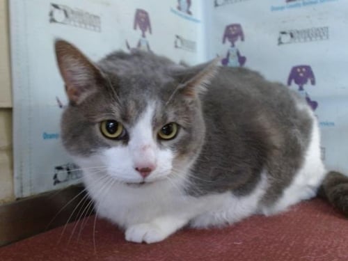 SAKE - Domestic Short Hair available for adoption