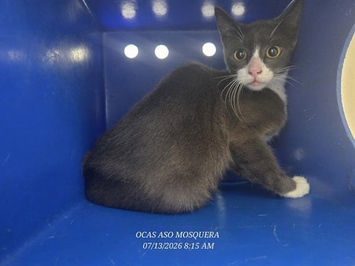 *COSMIC KAT - Domestic Short Hair available for adoption