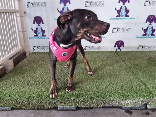 *MAISIE - Pit Bull Terrier available for adoption