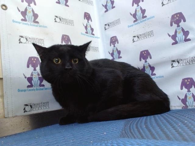 *SQUISHMELLOW - Domestic Short Hair available for adoption