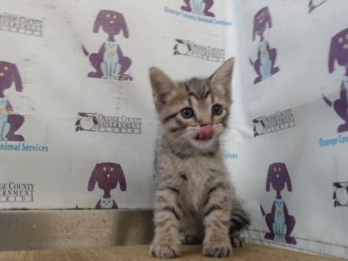 *BEAN - Domestic Short Hair available for adoption