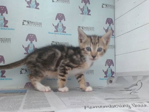 *BRUIN - Domestic Short Hair available for adoption