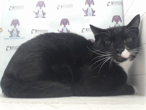 YANG - Domestic Short Hair available for adoption
