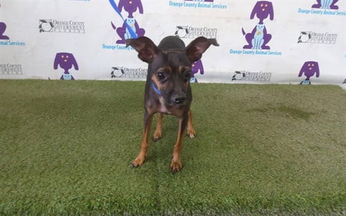 *DUNKIN - Miniature Pinscher available for adoption