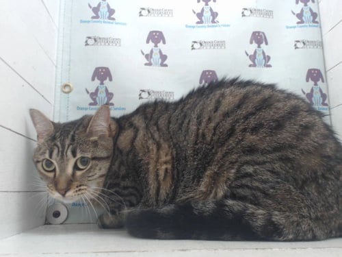 TALLY - Domestic Short Hair available for adoption