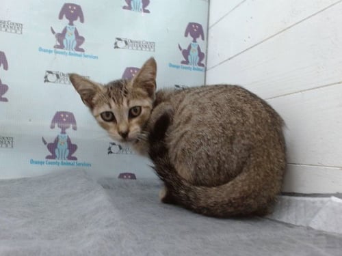 A605749 - Domestic Short Hair available for adoption