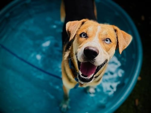 *BOLT - Catahoula Leopard Dog available for adoption