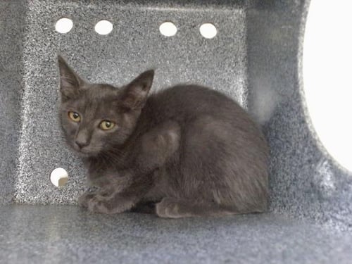 A605026 - Domestic Short Hair available for adoption