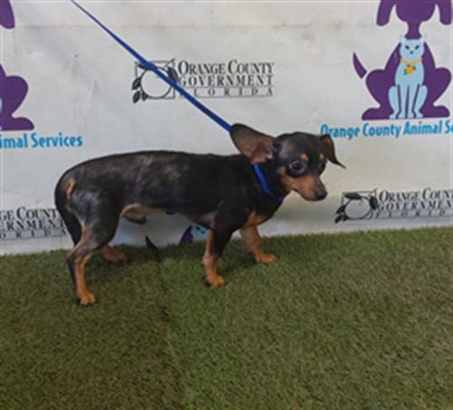 BISCUIT - Chihuahua available for adoption