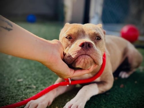 STORM - Pit Bull Terrier available for adoption