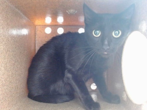 *DORTHY - Domestic Short Hair available for adoption