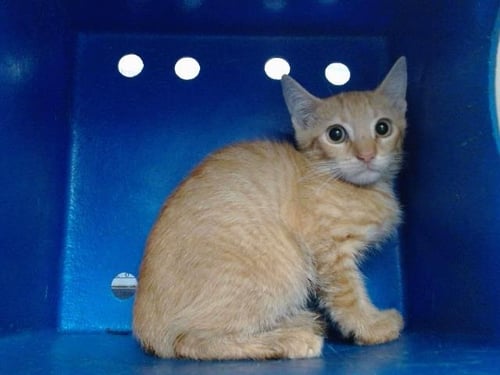 *PERSIMMON - Domestic Short Hair available for adoption