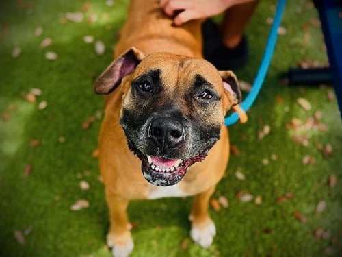 LUNA - Boxer available for adoption