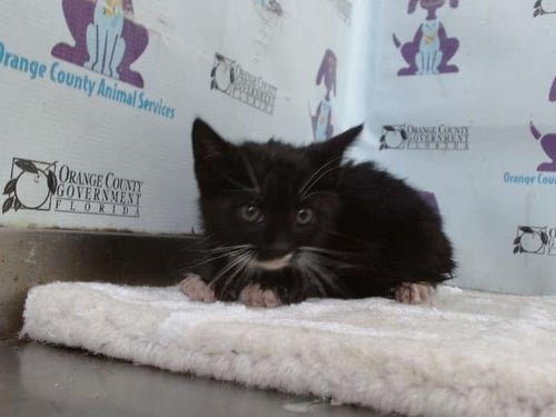 *JILL - Domestic Short Hair available for adoption